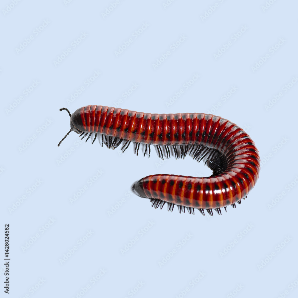 Close up of a red millipede crawling, showcasing its numerous white legs and segmented body Close up of a red millipede crawling, showcasing its numerous white legs and segmented body