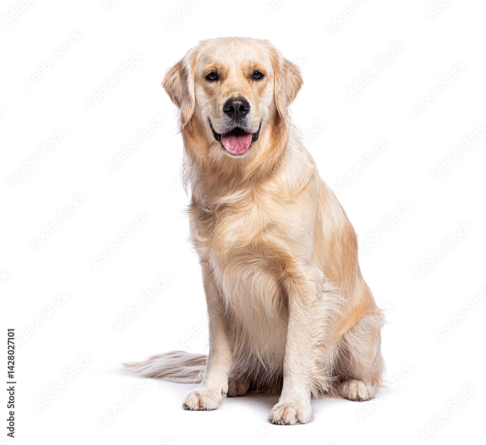 Golden retriever sitting and panting on white background Golden retriever sitting and panting on white background
