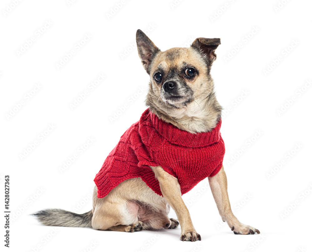 Obraz premium Chihuahua dog wearing red sweater sitting on white background