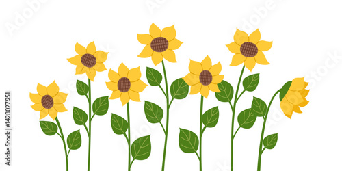 Nature background of sunflowers isolated on white. Nature, gardening, agriculture concept. Vector banner in flat style.