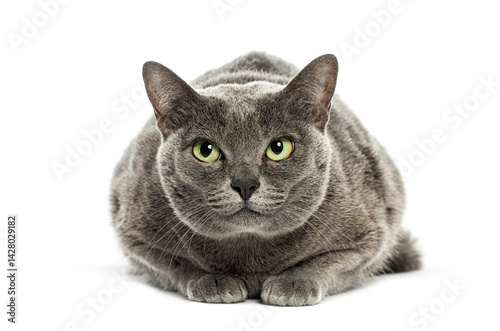 Korat cat lying down and staring, isolated on white