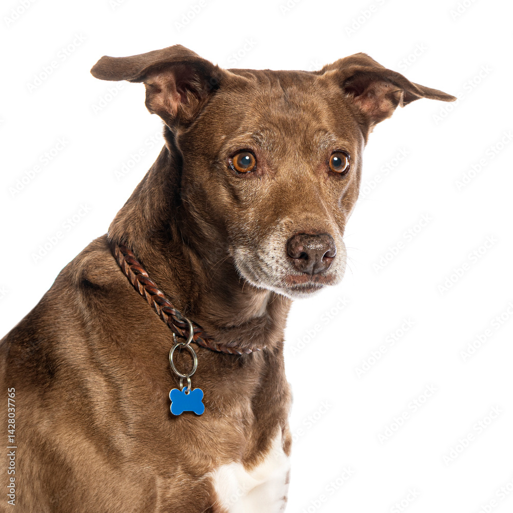 Crossbreed dog wearing collar and bone shaped id tag posing on white background