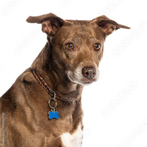 Obraz na płótnie Crossbreed dog wearing collar and bone shaped id tag posing on white background w salonie
