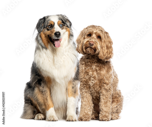 Australian shepherd and labradoodle sitting together on white background