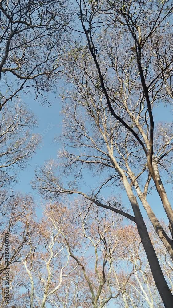 Tall trees reaching towards a clear blue sky in springtime Tall trees reaching towards a clear blue sky in springtime