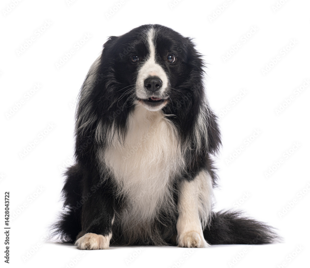 Border collie sitting and looking at camera on white background Border collie sitting and looking at camera on white background