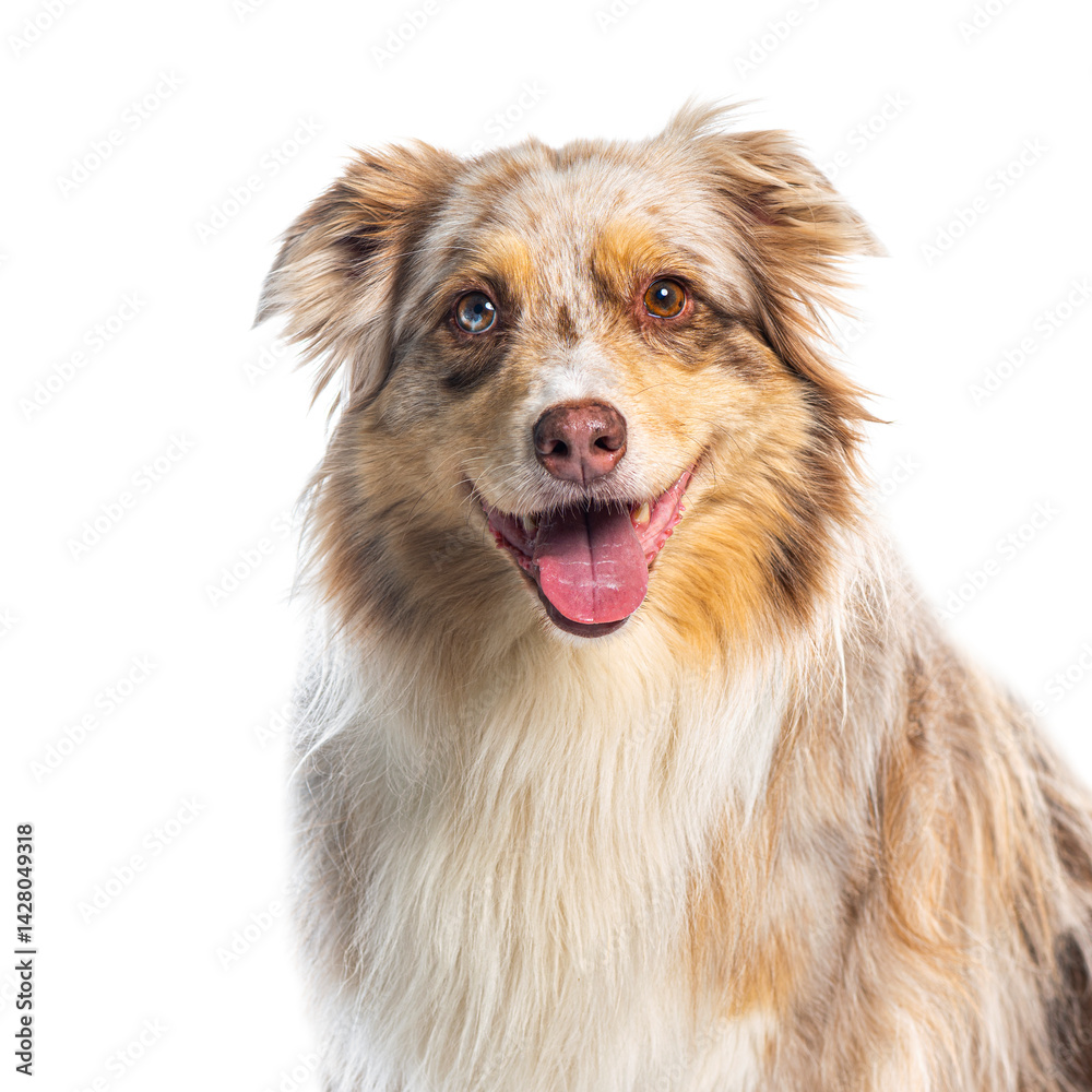 Australian shepherd panting and smiling on white background Australian shepherd panting and smiling on white background