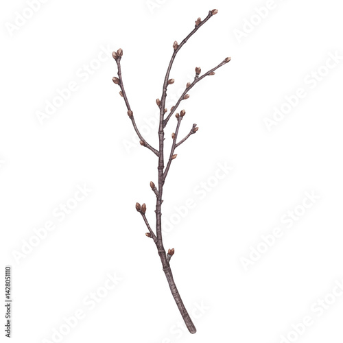 Εκτύπωση καμβά Bare cherry tree branch