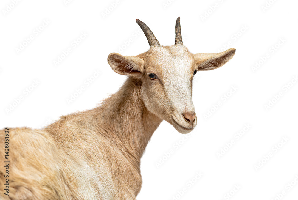 Fototapeta premium Goat standing on white background looking backwards