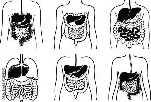 Human digestive system diagram with internal organs line art illustration