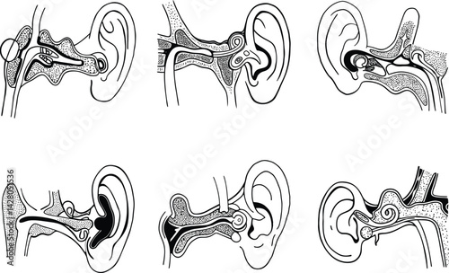 Anatomical illustration of human ear structure and parts in vector format