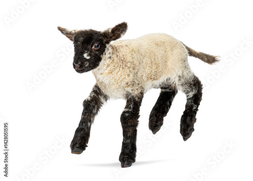 Cute lamb jumping and running on white background