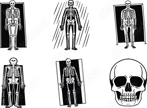 Skeleton anatomy vector illustration collection human skull graphic isolated on white