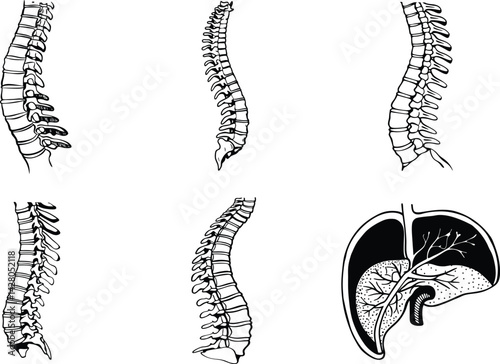 Human spine anatomy and liver illustration medical diagram in black and white