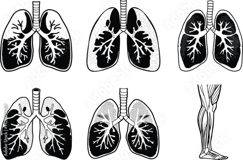Anatomical black and white vector depiction of lungs with fluid and leg muscles