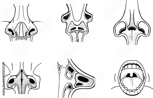 Anatomical illustrations of human nose and mouth cavities in black and white style