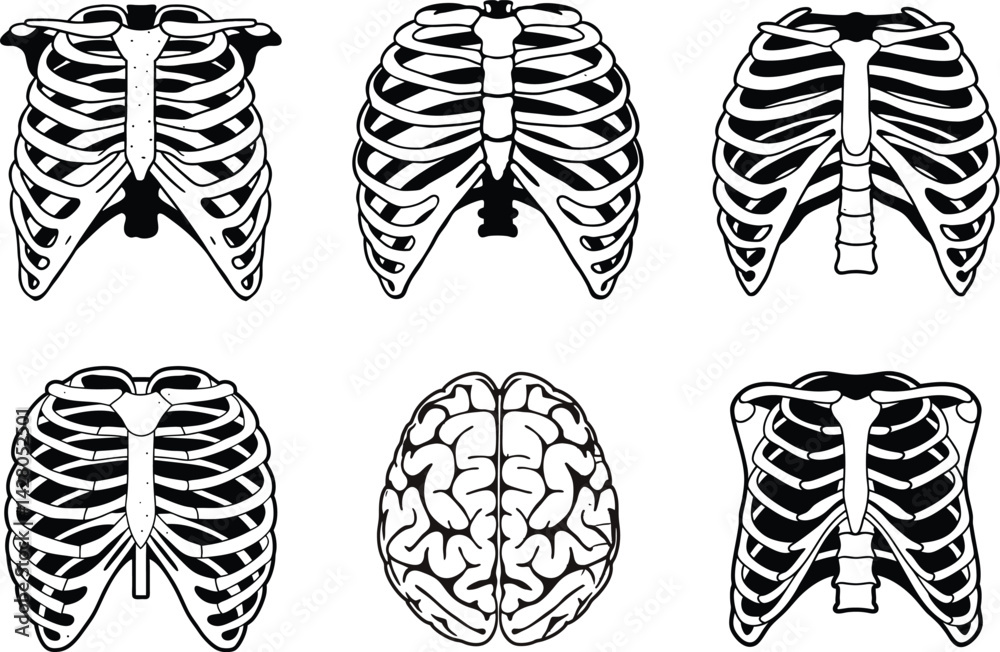 Set of human rib cages and brain isolated on white background