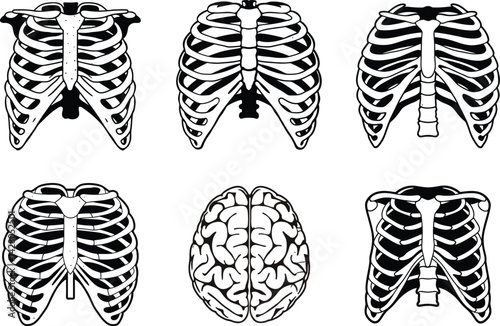 Set of human rib cages and brain isolated on white background