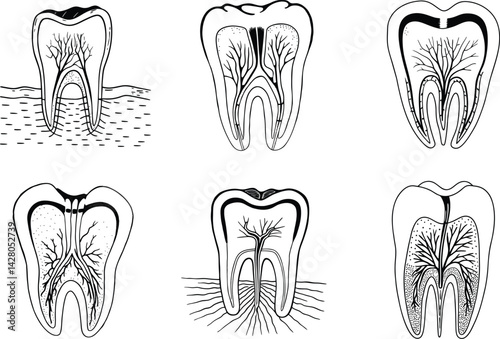 Human teeth anatomy and structure scientific illustration dental cross section diagram