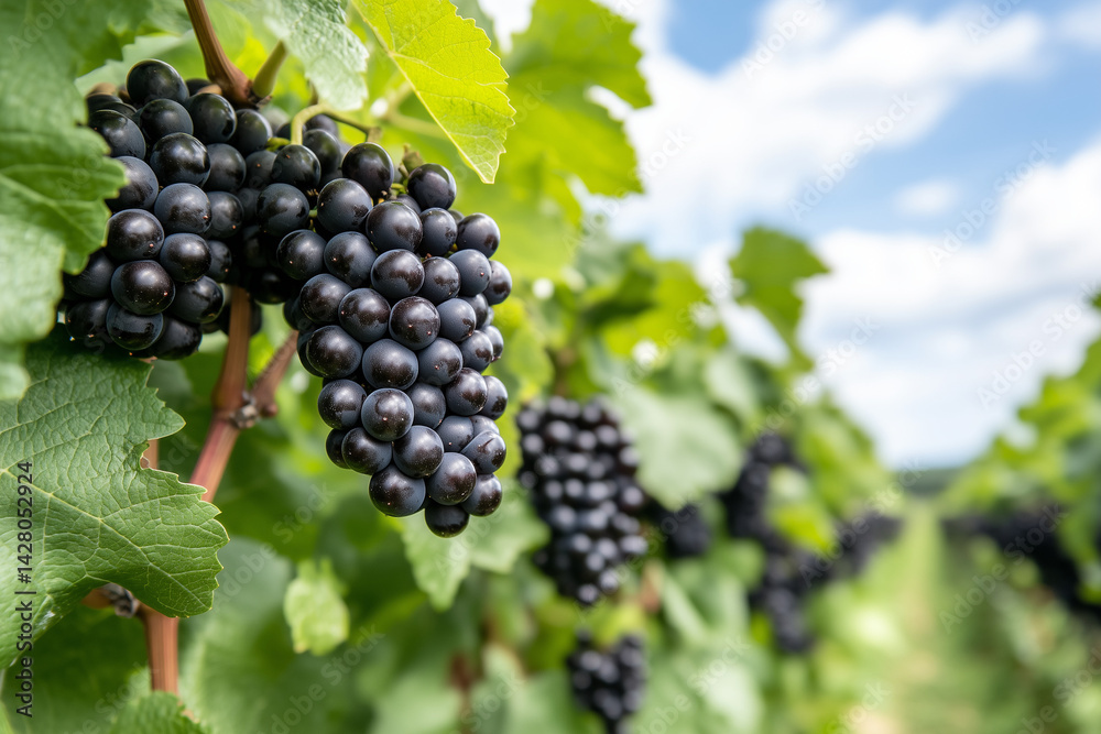 A close-up shot of detailed grapes hanging from vines, set against a backdrop of blue skies and white clouds A close-up shot of detailed grapes hanging from vines, set against a backdrop of blue skies and white clouds