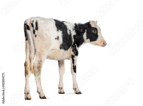 Obraz na płótnie Black and white Holstein Friesian calf standing on white background w salonie