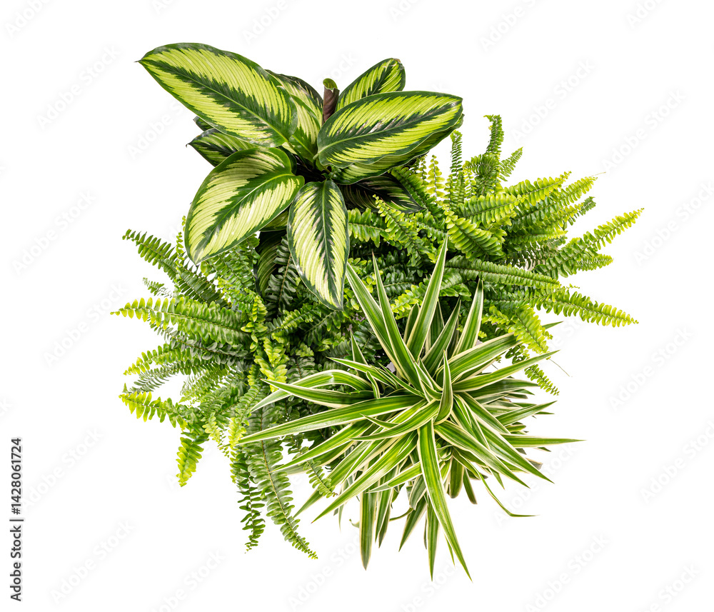 Lush green houseplants creating a vibrant indoor jungle on white background
