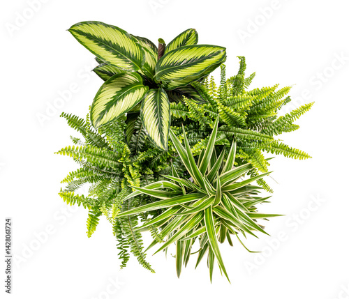 Obraz na płótnie Lush green houseplants creating a vibrant indoor jungle on white background w salonie