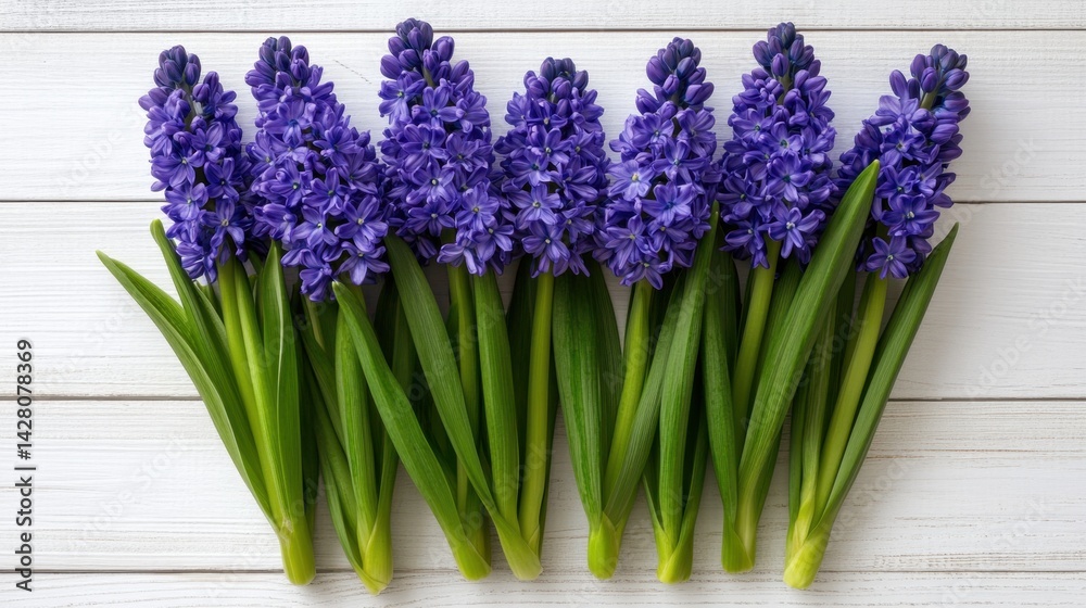 Fototapeta premium Neatly aligned blue hyacinths on a rustic white wooden background, top-down floral layout