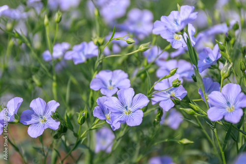 北海道当別町、澄んだブルーの花を咲かせる亜麻【7月】