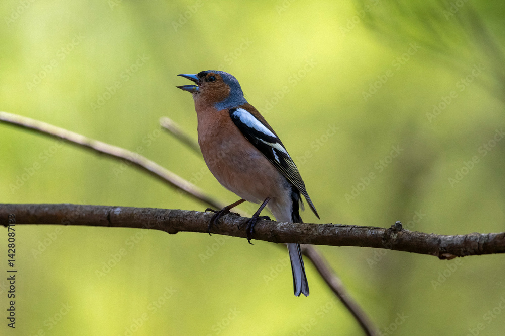 Fototapeta premium Chaffinch in full song perched on twig against green field background 