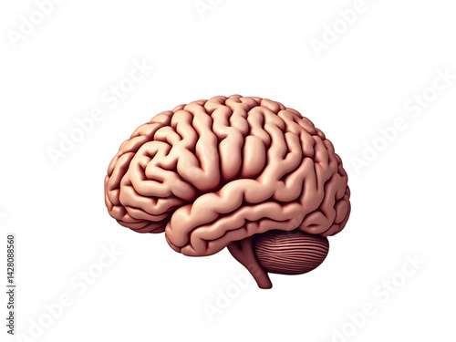 Human Brain Anatomy: Detailed 3D Model transparent background