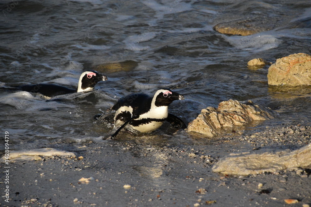 Fototapeta premium African Penguins on a Rocky ocean Shoreline in Betty's bay, South Africa