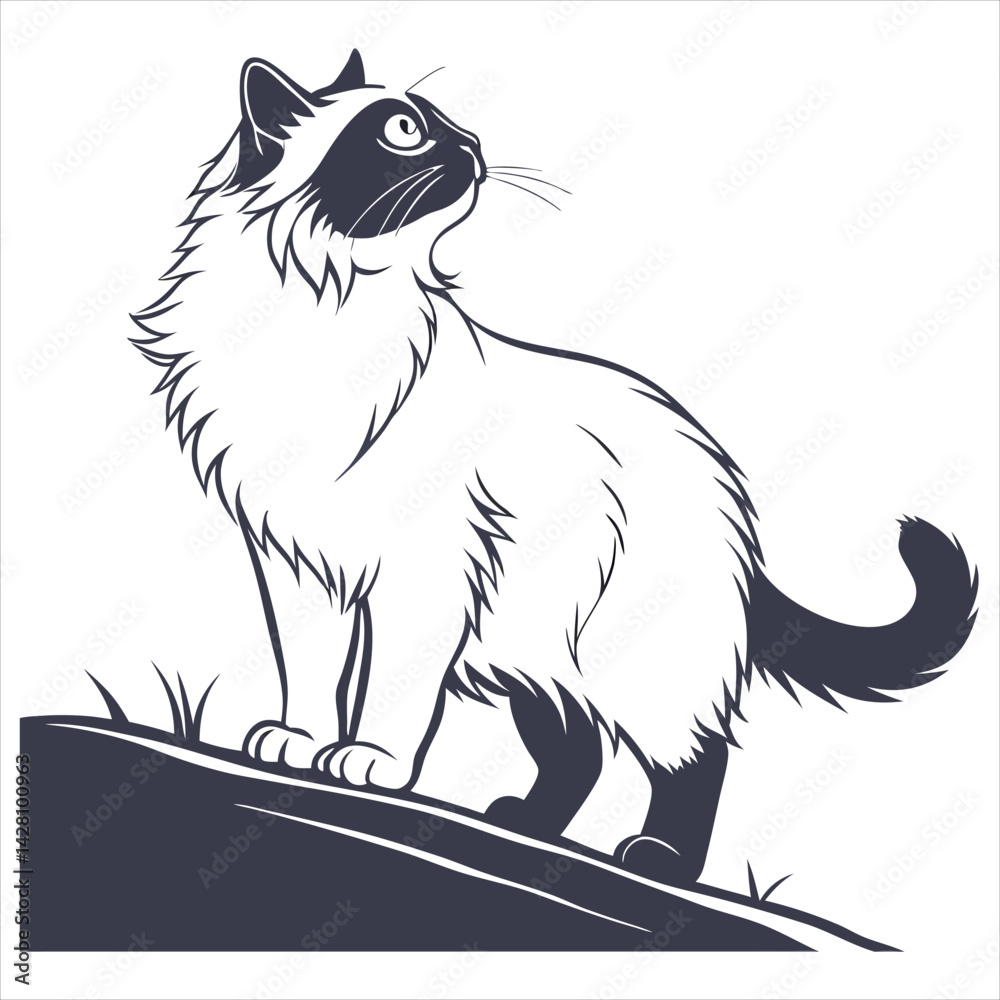 Obraz premium silhouette ragdoll cat on white background