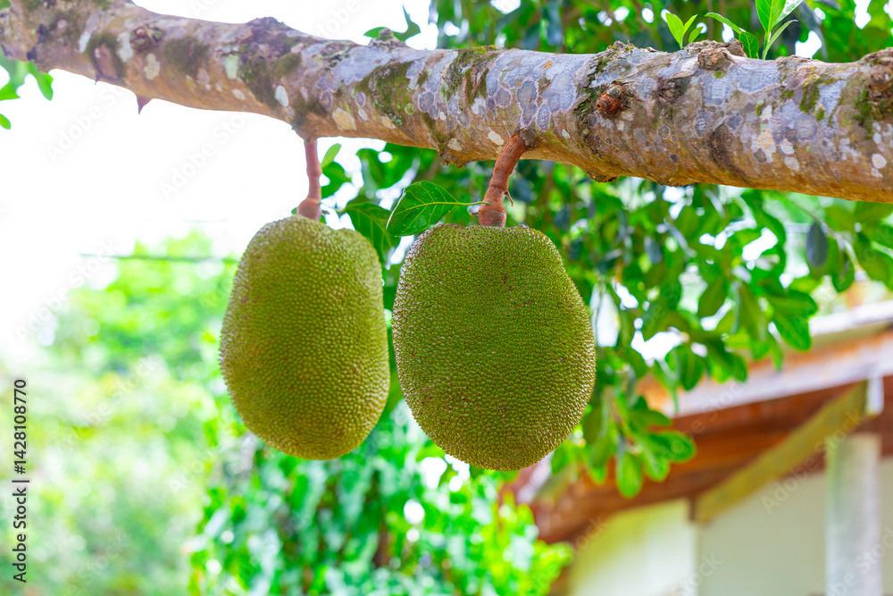 jackfruit. Unique in its size and very tasty unusual fruit of Thailand.