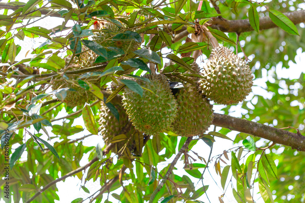 Durian, famous fruit in Thailand