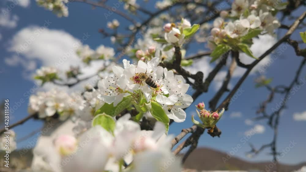 Slow motion bee pollinating white blossom pear tree Slow motion bee pollinating white blossom pear tree