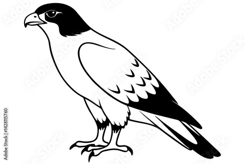 hawk silhouette line art vector illustration with a white background