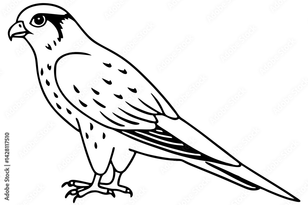 Fototapeta premium kestrel silhouette line art vector illustration with a white background