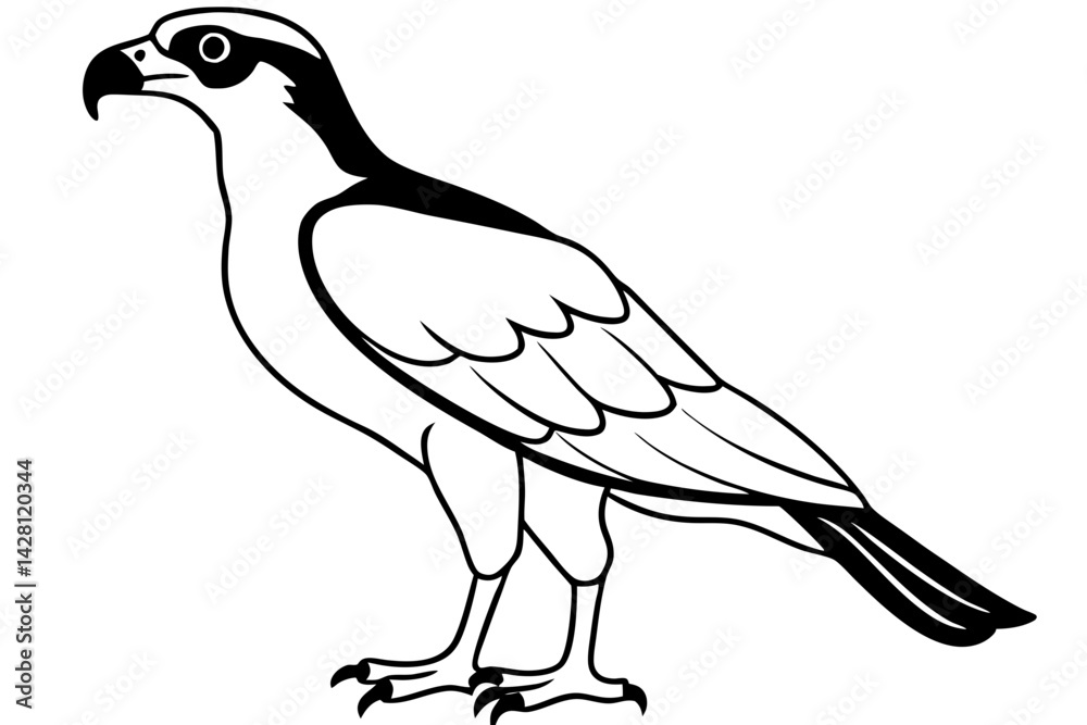 Fototapeta premium osprey silhouette line art vector illustration with a white background