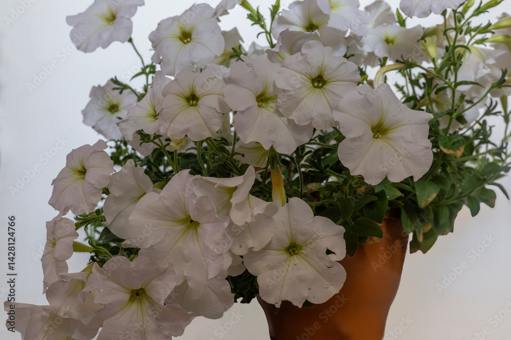 White Petunia flower (Petunia hybrida)