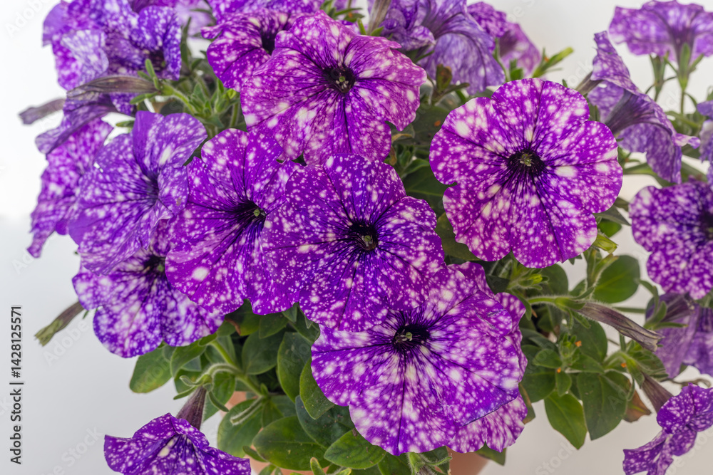 Lilac Petunia flower (Petunia hybrida)