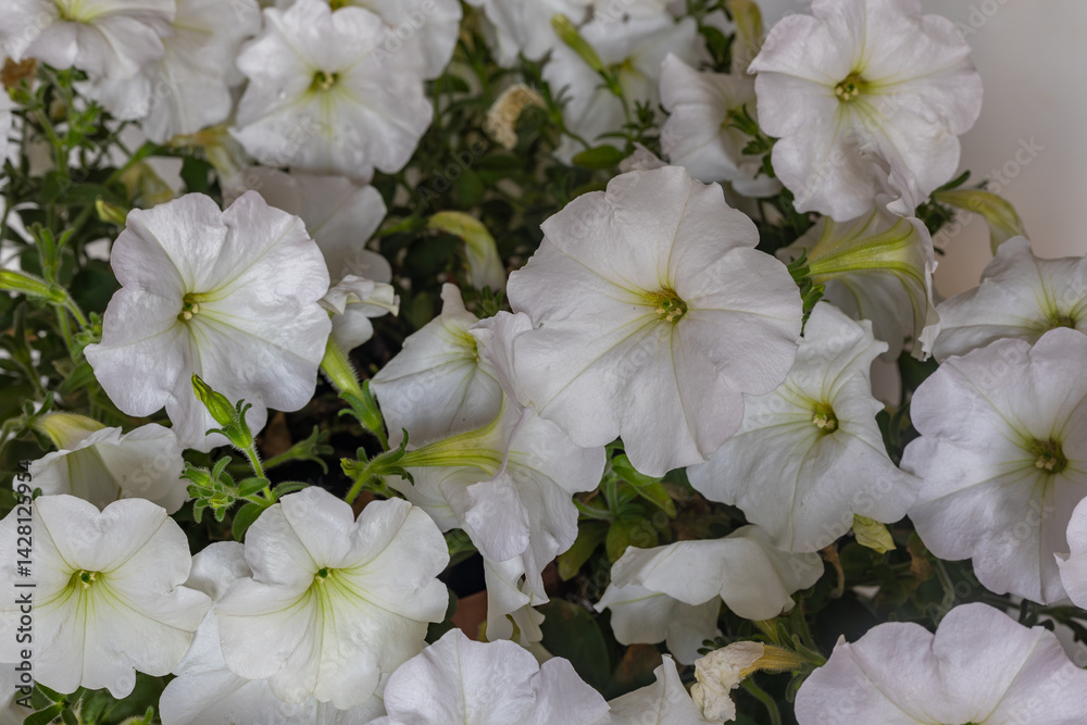 White Petunia flower (Petunia hybrida)