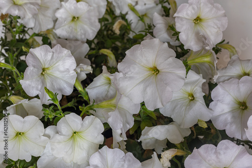 Obraz na płótnie White Petunia flower (Petunia hybrida) w salonie