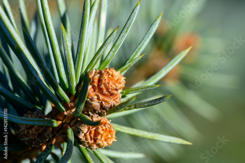 close up of a pine cone