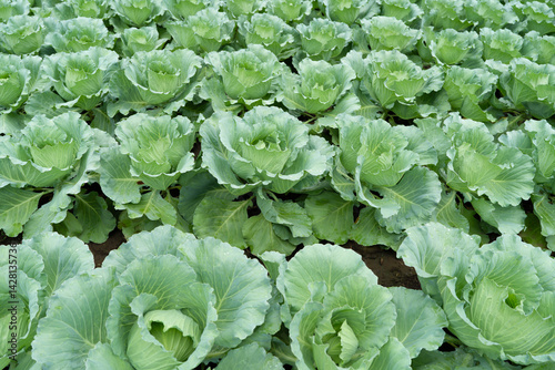 キャベツ畑と規則的な葉の広がり｜Cabbage Field with Uniform Green Leaves