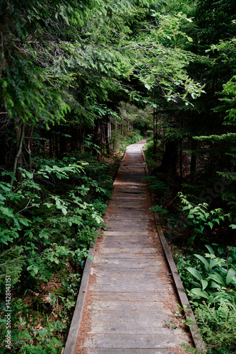 Scenic Forest Wooden Pathway Surrounded By Lush Greenery And Trees