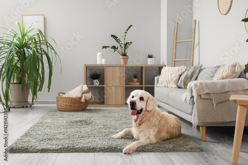 Adorable Labrador dog lying on carpet at home