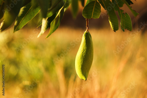 Totapuri (Parrot face) Mango, Magnifera indica, green colorful mangoes from gujarat  India. shaped like parrot, one of many delicious variety of mango. Raw totapuri mangos on tree in gir forest photo