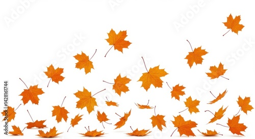 Scattered orange maple leaves falling on a white background in a studio shot for decoration use