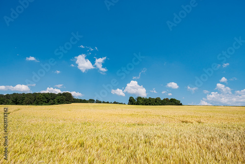 View across a grainfield to a small forest in the Rheingau under a blue sky